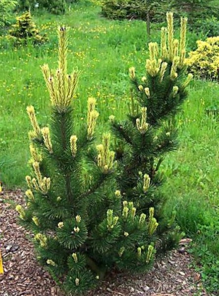 Сосна горная Pal Maleter — саженец из питомника «Две Ёлки»