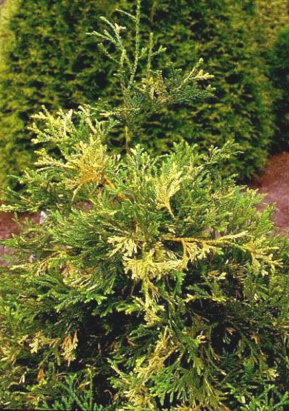 Туевик Variegata — саженец из питомника «Две Ёлки»