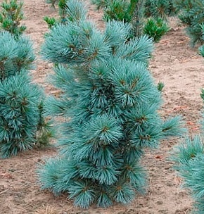 Сосна гибкая Cesarini Blue — саженец из питомника «Две Ёлки»
