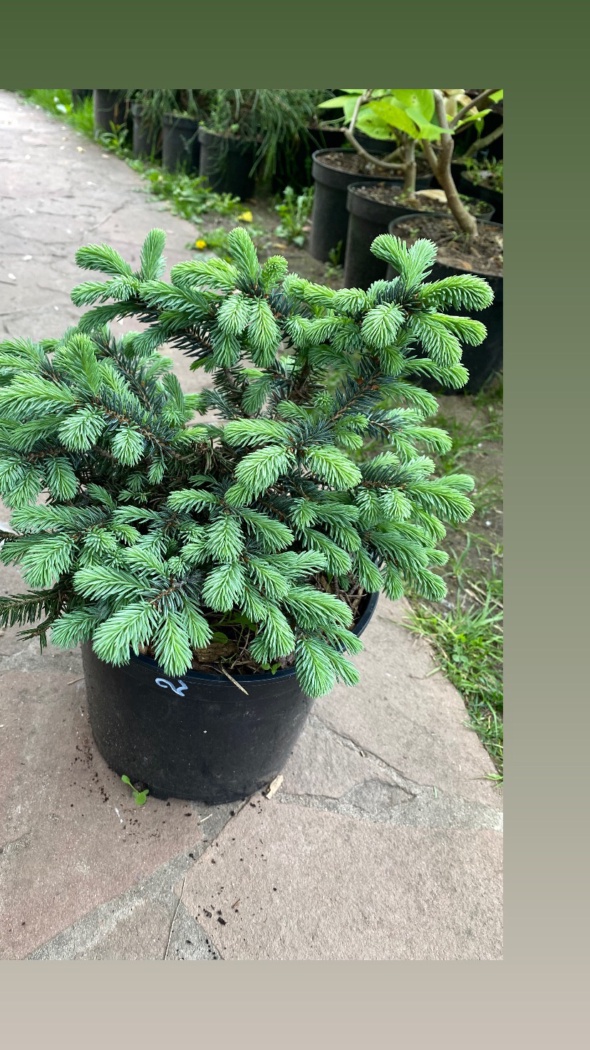 Ель колючая «Waldbrunn» — саженец из питомника «Две Ёлки»