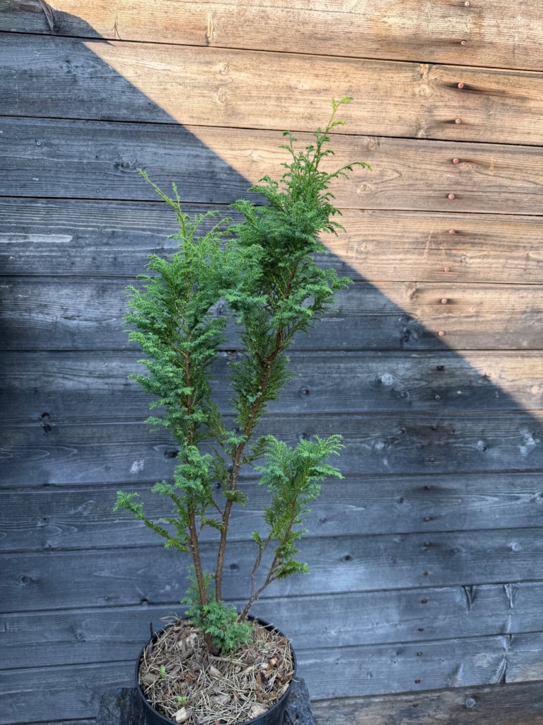 Кипарисовик горохоплодный 'Plumosa BOR' — саженец из питомника «Две Ёлки»